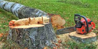 Best Storm Damage Tree Cleanup  in Franklin, NJ