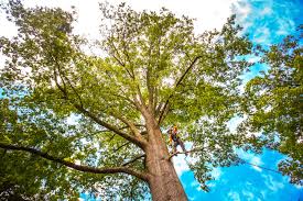 Best Leaf Removal  in Franklin, NJ
