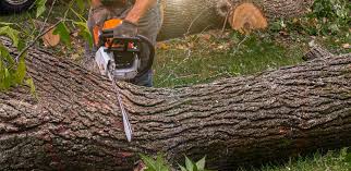 Best Lawn Maintenance Plans  in Franklin, NJ