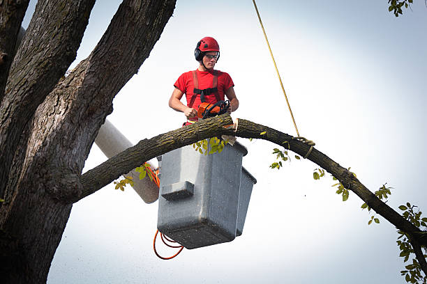 Best Aeration Services  in Franklin, NJ