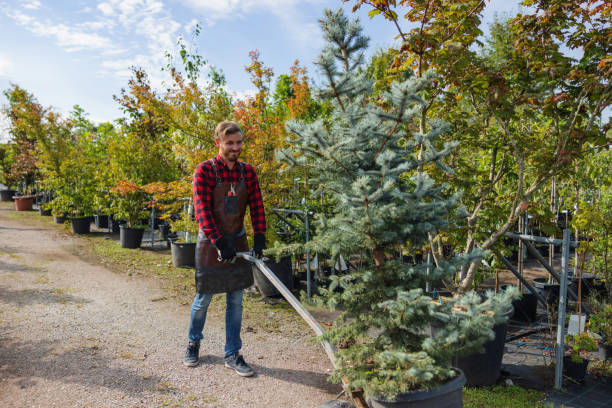 Best Tree Removal  in Franklin, NJ