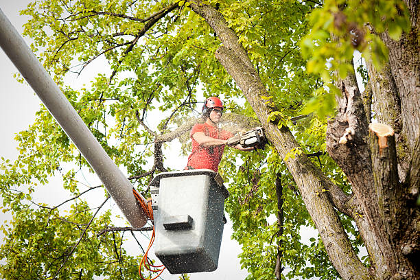 Best Firewood Processing and Delivery  in Franklin, NJ