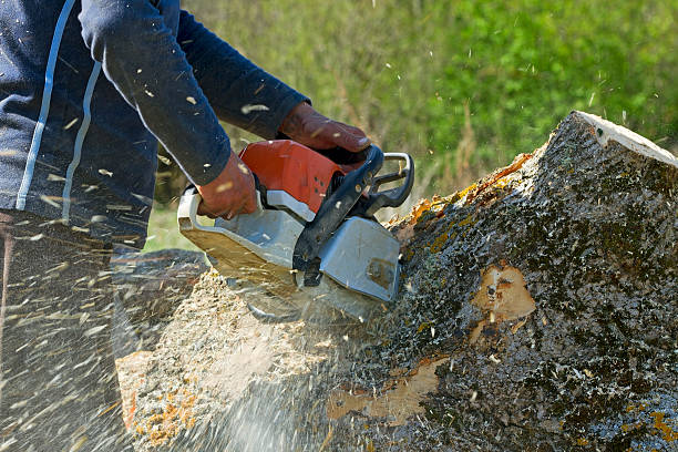 Best Utility Line Clearance  in Franklin, NJ