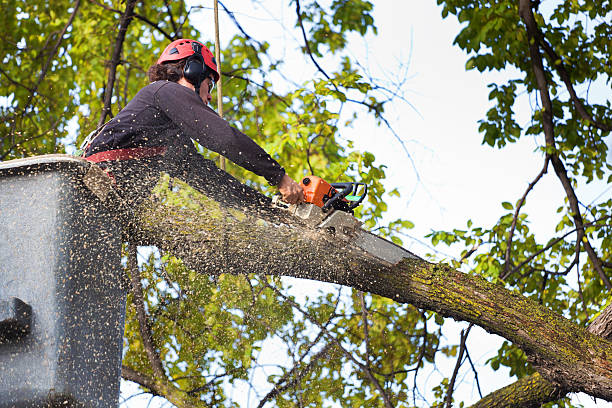 Best Pest Control for Lawns  in Franklin, NJ