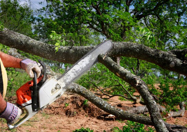 Reliable Franklin, NJ Tree Removal Solutions