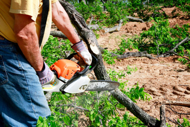 Best Tree Disease Treatment  in Franklin, NJ