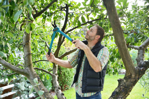 Best Tree Preservation Services  in Franklin, NJ